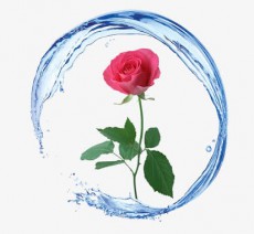 保加利亞玫瑰純露 Rose